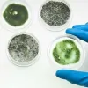Unbiased Mold Testing