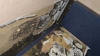 Mold Removal