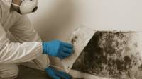 Mold Remediation